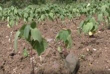 मराठवाड्यात दुष्काळाच्या झळा, उभी पीकं डोळ्यादेखत जाताहेत जळून!