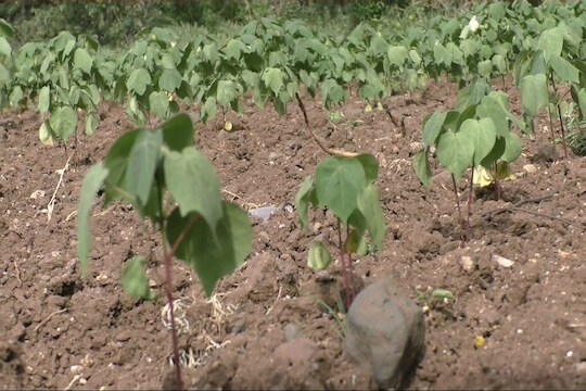 मराठवाड्यात दुष्काळाच्या झळा, उभी पीकं डोळ्यादेखत जाताहेत जळून!