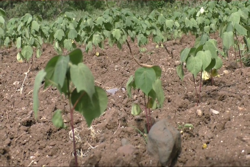 मराठवाड्यात दुष्काळाच्या झळा, उभी पीकं डोळ्यादेखत जाताहेत जळून!