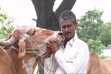 पोळ्याच्या सणाला बैलांच्या डोळ्यात पाणी, शेतकरी झाला दीनवाणी! पोळ्याच्या सणाला बैलांच्या डोळ्यात पाणी, शेतकरी झाला दीनवाणी!