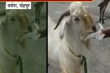 माणसाच्या संगतीत बोकड गेला वाया, पाल्याऐवजी खर्रा खाण्याचं व्यसन! माणसाच्या संगतीत बोकड गेला वाया, पाल्याऐवजी खर्रा खाण्याचं व्यसन!