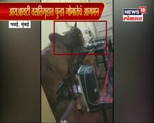 गवत सोडून खाल्लं जर्नल; IIT बॉम्बेच्या वसतीगृहात बैलाचा धुमाकूळ गवत सोडून खाल्लं जर्नल; IIT बॉम्बेच्या वसतीगृहात बैलाचा धुमाकूळ