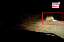 जीव वाचवण्यासाठी सशाची धडपड पण बिबट्यानं केली शिकार, VIDEO VIRAL जीव वाचवण्यासाठी सशाची धडपड पण बिबट्यानं केली शिकार, VIDEO VIRAL