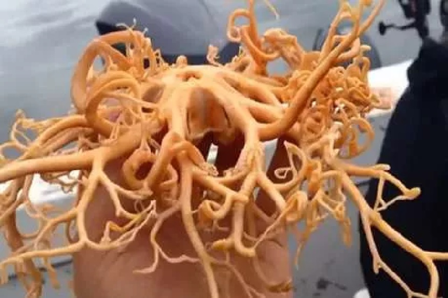 समुद्रात सापडला एक विचित्र जीव, 11 लाखापेक्षा जास्त वेळा लोकांनी पाहिला हा VIDEO