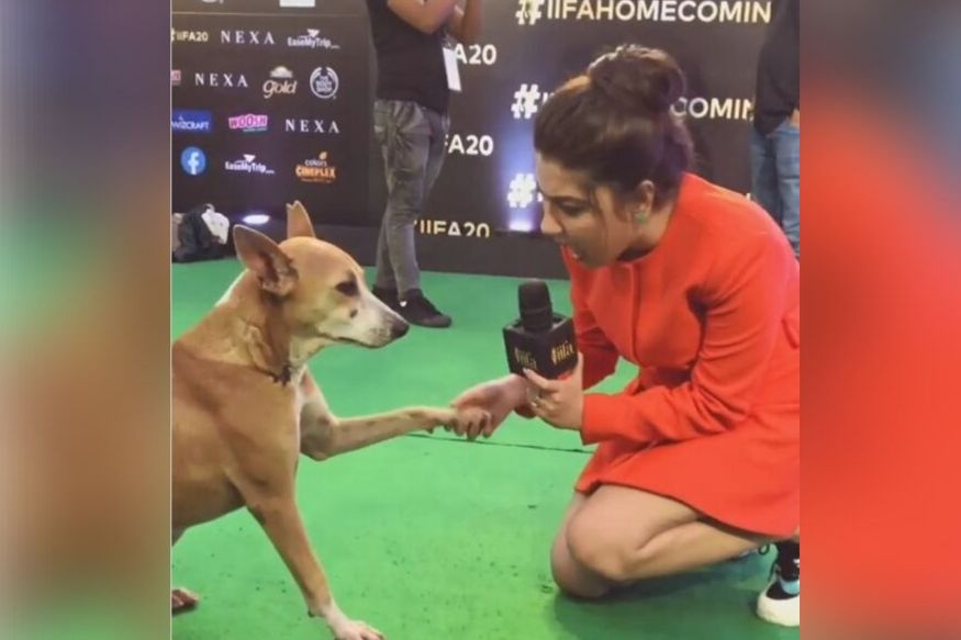 ...अन् चक्क अभिनेत्रीनं घेतली, सलमानच्या मागोमाग आलेल्या कुत्र्याची मुलाखत