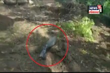 पाकच्या कुरापतीचा VIDEO; जवानांनी असं वाचवलं नागरिकांना पाकच्या कुरापतीचा VIDEO; जवानांनी असं वाचवलं नागरिकांना