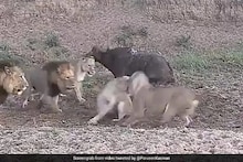 पाहा VIDEO : या 5 जणांच्या भांडणात रेड्याचा झाला फायदा