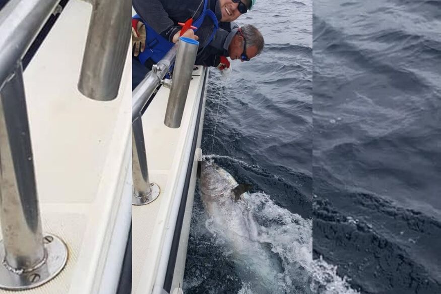 8.5 फूटाचा मासा, किंमत 23 कोटी! पाहा काय केलं ‘एका कोळियानं’