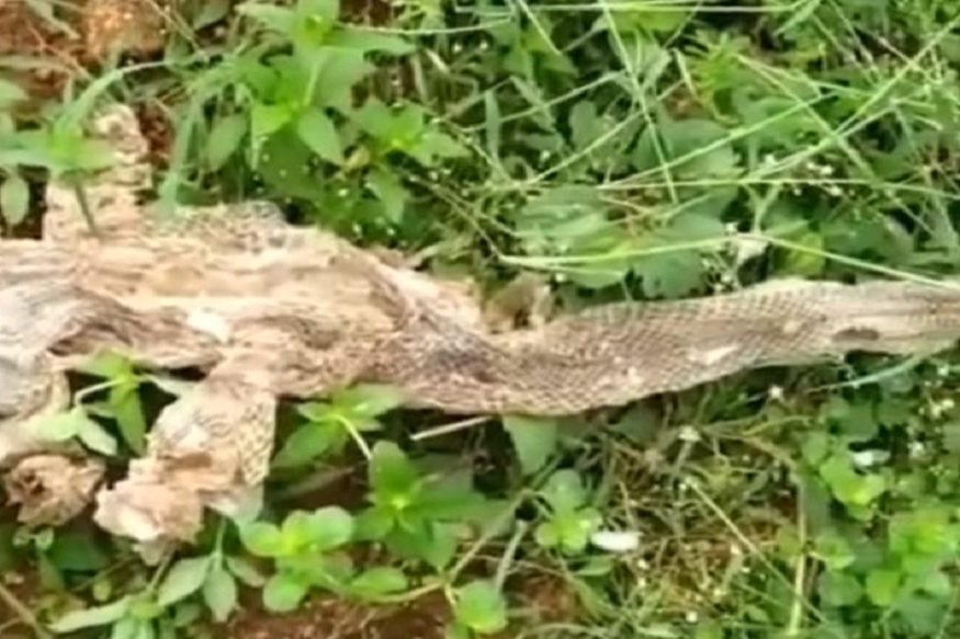 VIRAL VIDEO: या गावात दिसली सात तोंडी सापाची कात, लोकांनी वाहिलं हळद- कुंकू
