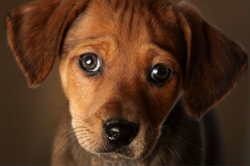 जर तुम्ही कुठे फिरायला जात असाल आणि तुम्ही फिरायला जाण्यापूर्वी तुमचा कुत्रा भूंकायला आणि गुरगुरायला लागला तर समजून जा की तुमचं आर्थिक नुकसान होऊ शकतं.