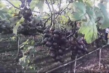 परतीच्या पावसानं तोंडचा घासही हिरावला, लाखोंची द्राक्ष बाग उद्ध्वस्त परतीच्या पावसानं तोंडचा घासही हिरावला, लाखोंची द्राक्ष बाग उद्ध्वस्त