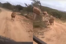 VIDEO VIRAL : जंगल सफारीला गेलेल्या पर्यटकांच्या मागे लागला सिंह आणि...