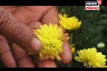 VIDEO : दिवाळीच्या तोंडावर झेंडूची फुलं महागणार? 'हे' आहे कारण...