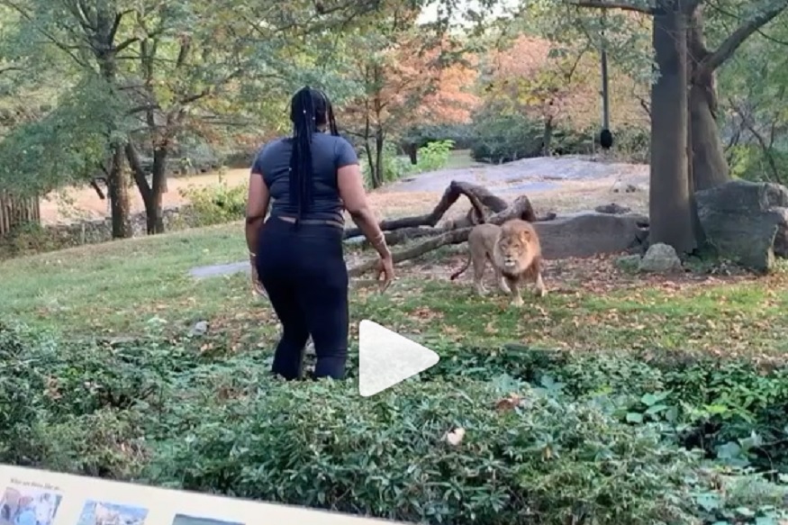 अतीशहाणपणा नडला! सिंहाच्या पिंजऱ्यात घुसली महिला, पाहा हा VIRAL VIDEO