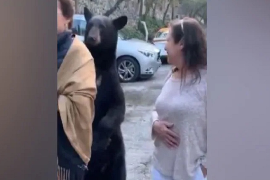 प्राणीसंग्रहालयात पर्यटकांसोबत अस्वल खेळला लपाछुपी, VIDEO पाहून तुम्हीही हसाल