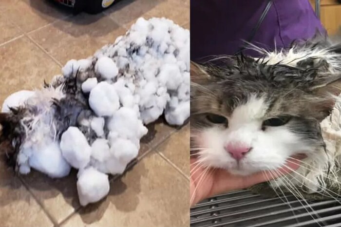 अमेरिकेत थंडीच्या दिवसांमध्ये  तापमान अनेकदा 0 अंश सेल्सियसच्या खाली जातं. या फेब्रुवारीमध्ये हे तापमान चक्क उणे 40 अंश सेल्सियसपर्यंत गेले होते. यादरम्यान केस धुतल्यानंतर महिलेचे केस थंडीमुळे घट्ट झाल्याचे फोटो सोशल मीडियावर व्हायरल झाले होते.