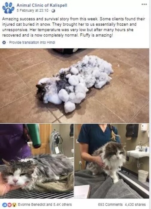 क्लीनिककडून शेअर करण्यात आलेल्या या फोटोंसोबत लिहिण्यात आले होते की, ही आमची या आठवड्यातील सर्वोत्तम प्राण वाचवल्याची घटना आहे. काहींनी बर्फात गोठलेली मांजर पाहिली. अर्धमेल्या अवस्थेत तिला आमच्याकडे आणण्यात आलं.