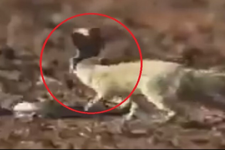 एका सेकंदात मुंगसानं मृत्यूला दिली मात; थरारक VIDEO VIRAL