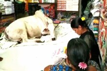 VIDEO : कपड्याच्या दुकानात येते गाय, गादीवर बसून निवांत करते आराम!