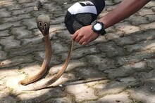 डोंबिवलीत नागरिकांना फुटला घाम, ड्रॉवर आणि कपाटात आढळला साप