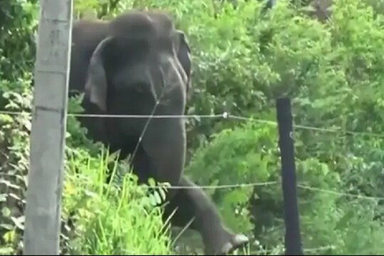 आयडियाची कल्पना! रस्ता क्रॉस करण्यासाठी हत्तीचा अजब जुगाड, VIDEO VIRAL