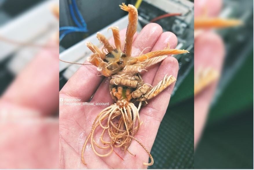 रुसी मच्छिमार रोमन फेडोरट्सोवने या फोटोबाबत खुलासा केला आहे. समुद्राच्या तळाला हा मासा दिसला होता. याला तिथले लोक आकर्षक एलियन्स असंही म्हणतात.(फोटो सौजन्य- फेडोरट्सोव) रुसी मच्छिमार रोमन फेडोरट्सोवने या फोटोबाबत खुलासा केला आहे. समुद्राच्या तळाला हा मासा दिसला होता. याला तिथले लोक आकर्षक एलियन्स असंही म्हणतात.(फोटो सौजन्य- फेडोरट्सोव)