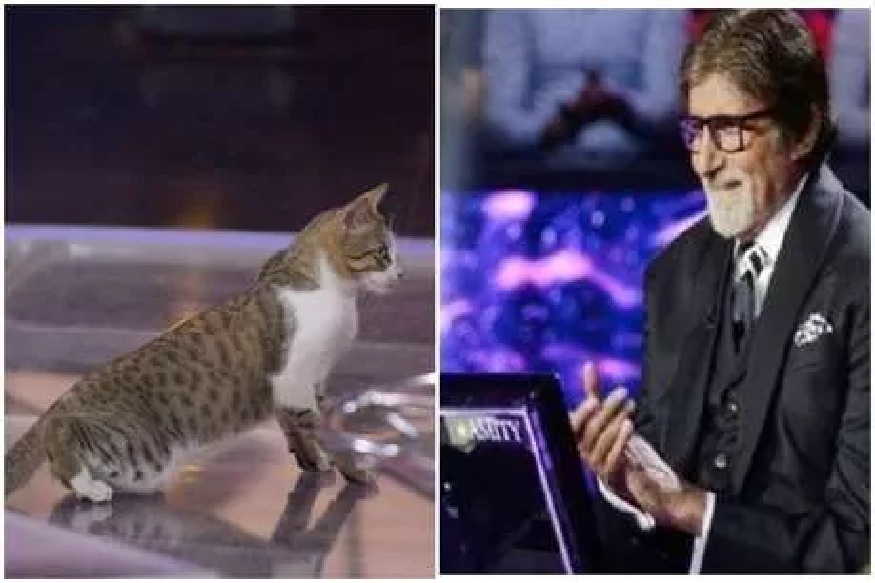 KBC 11 : अमिताभ बच्चन यांच्यासमोर हॉट सीटवर पोहोचली मांजर आणि...