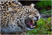 अचानक घरात घुसला बिबट्या आणि कपाटावर चढून बसला; नगरजवळच्या घटनेचा थरार