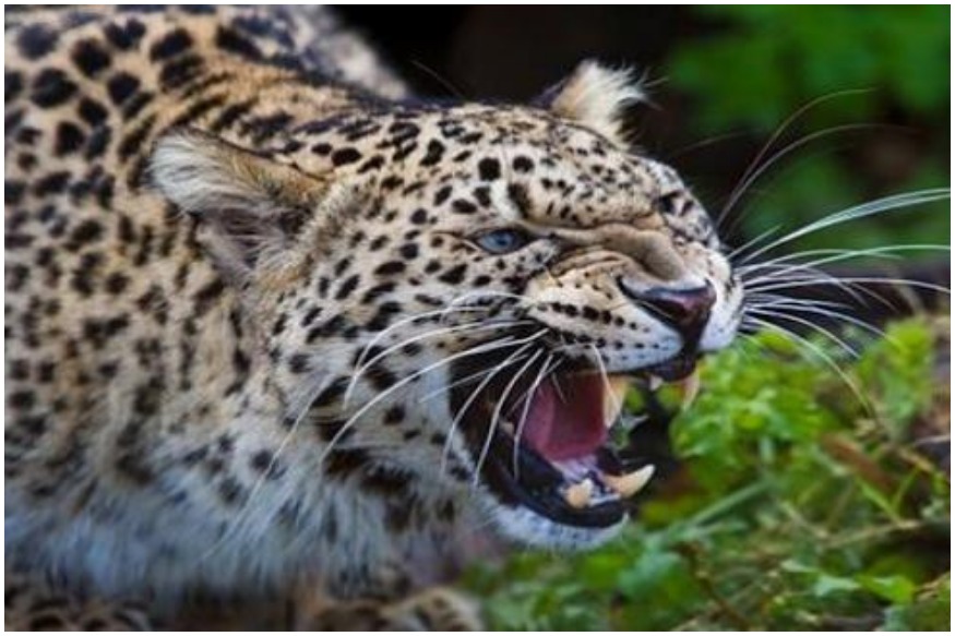 अचानक घरात घुसला बिबट्या आणि कपाटावर चढून बसला; नगरजवळच्या घटनेचा थरार