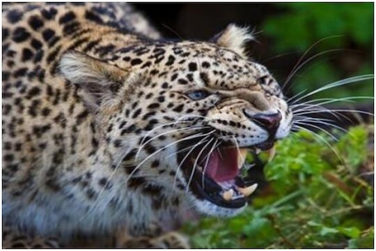 अचानक घरात घुसला बिबट्या आणि कपाटावर चढून बसला; नगरजवळच्या घटनेचा थरार