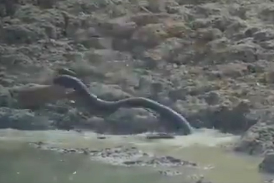 डोळ्यांच्या पापण्या उघडण्याआधीच अजगरानं केली हरणाची शिकार, पाहा थरारक VIDEO