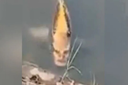 माशाला माणसासारखा चेहरा? VIRAL VIDEO पाहून बसेल धक्का