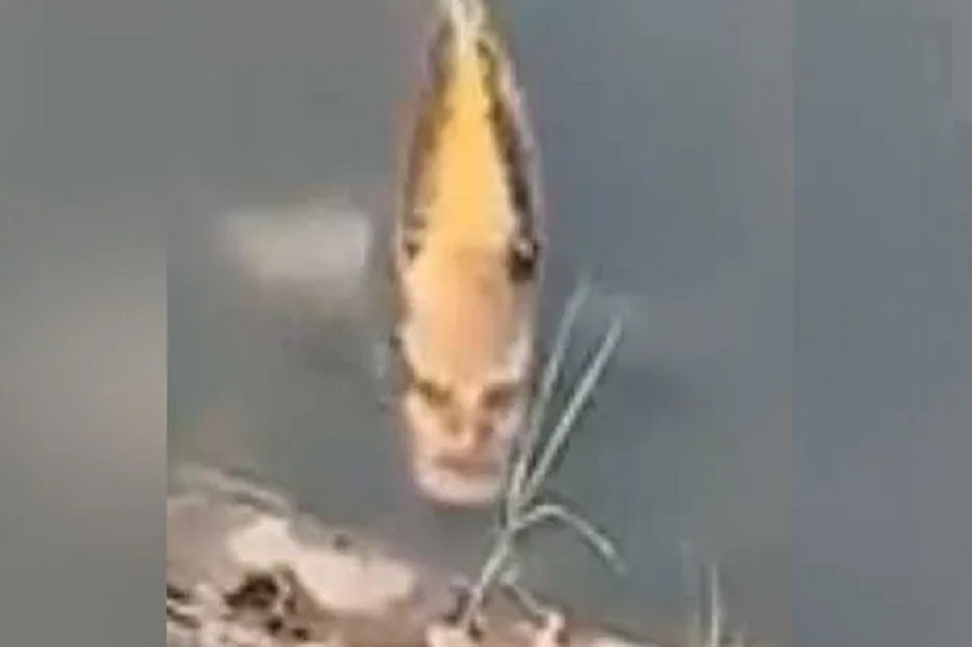 माशाला माणसासारखा चेहरा? VIRAL VIDEO पाहून बसेल धक्का