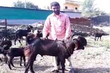 निसर्गाचा आणखी एक चमत्कार, उस्मानाबादेत चक्क बोकड देतो दूध!