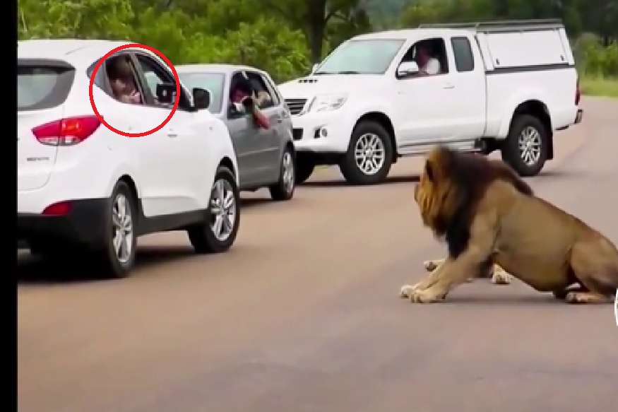 सिंहाचा फोटो काढताना झाला आवाज आणि पुढे काय घडलं तुम्हीच पाहा VIDEO