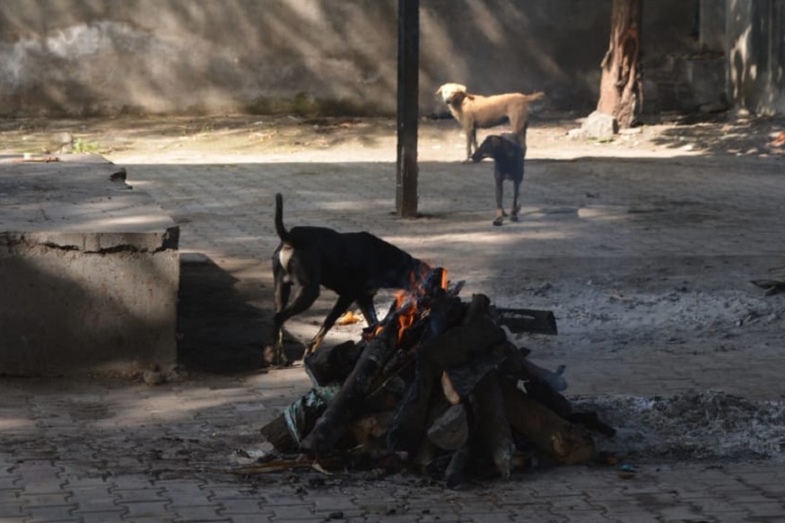 अंत्यविधीत घडला धक्कादायक प्रकार, अर्धवट जळालेला मृतदेह कुत्र्याने ओढून नेला आणि...