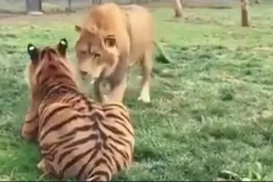 VIDEO : वाघाच्या ‘आरे’ला सिंहाने केले ‘कारे’, पाहा भांडणात कोणी मारली बाजी