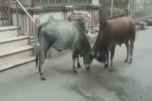 VIDEO : बाजार सोन्याचा धुमाकूळ जनावरांचा, भररस्त्यात रंगली वळूंची झुंज VIDEO : बाजार सोन्याचा धुमाकूळ जनावरांचा, भररस्त्यात रंगली वळूंची झुंज