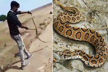 तरुणाने कॉलेजमध्ये पकडला विषारी साप, नंतर जे घडलं ते होतं भयंकर!