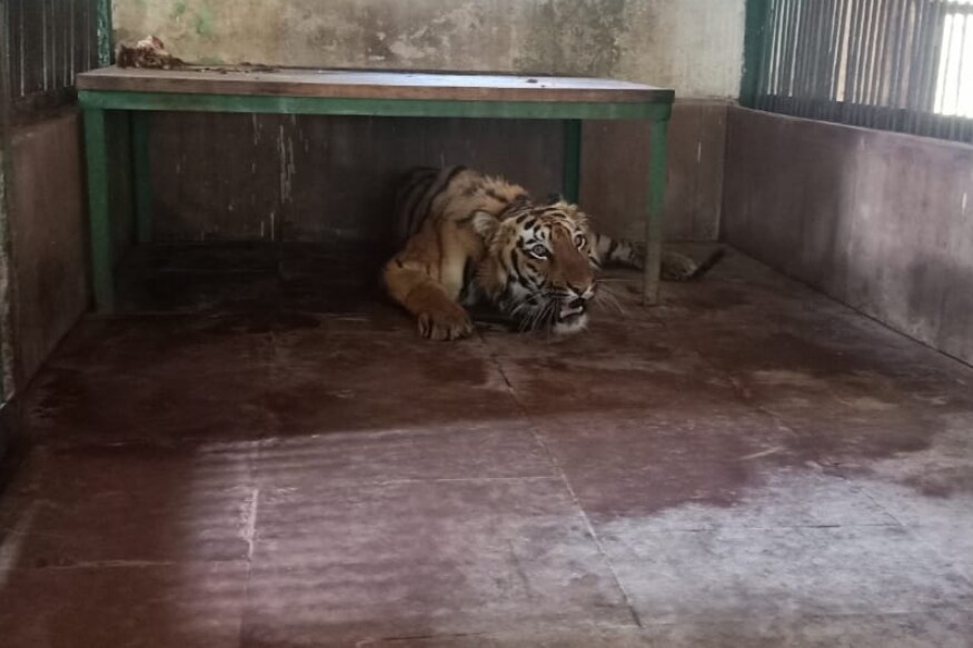 मुंबईतील बोरीवली पूर्वेतील संजय गांधी राष्ट्रीय उद्यानात गोरेवाडा रेस्क्यु सेंटरमधील सुलतान (सी-1) वाघाला आणत आले आहे. सुलतानचा उपयोग वाघांच्या प्रजनन वाढीसाठी केले जाणार आहे. मुंबईतील बोरीवली पूर्वेतील संजय गांधी राष्ट्रीय उद्यानात गोरेवाडा रेस्क्यु सेंटरमधील सुलतान (सी-1) वाघाला आणत आले आहे. सुलतानचा उपयोग वाघांच्या प्रजनन वाढीसाठी केले जाणार आहे.