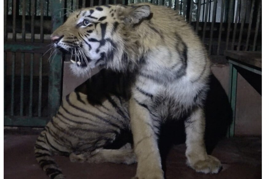बोरिवली येथील संजय गांधी राष्ट्रीय उद्यानातील बिजली आणि मस्तानी या वाघिणी जोडीदाराच्या प्रतीक्षेत आहेत. सुल्तानला गुणसूत्र गुणधर्म (प्रजोत्पादन) बदलाकरिता रवाना करण्यात आले आहे. बोरिवली येथील संजय गांधी राष्ट्रीय उद्यानातील बिजली आणि मस्तानी या वाघिणी जोडीदाराच्या प्रतीक्षेत आहेत. सुल्तानला गुणसूत्र गुणधर्म (प्रजोत्पादन) बदलाकरिता रवाना करण्यात आले आहे.