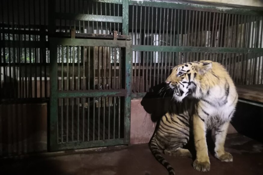 त्यामुळे उद्यान प्रशासनाने नागपूरमधील गोरेवाड्यातील 'राजकुमार' या वाघाची मागणी केली होती. मात्र, गोरेवाडा प्रशासनाने राजकुमारऐवजी सुलतान वाघाला पाठवण्याची तयारी दर्शवली. त्यानंतर सुलतान बोरिवलीला पाठवण्यात आले. त्यामुळे उद्यान प्रशासनाने नागपूरमधील गोरेवाड्यातील 'राजकुमार' या वाघाची मागणी केली होती. मात्र, गोरेवाडा प्रशासनाने राजकुमारऐवजी सुलतान वाघाला पाठवण्याची तयारी दर्शवली. त्यानंतर सुलतान बोरिवलीला पाठवण्यात आले.