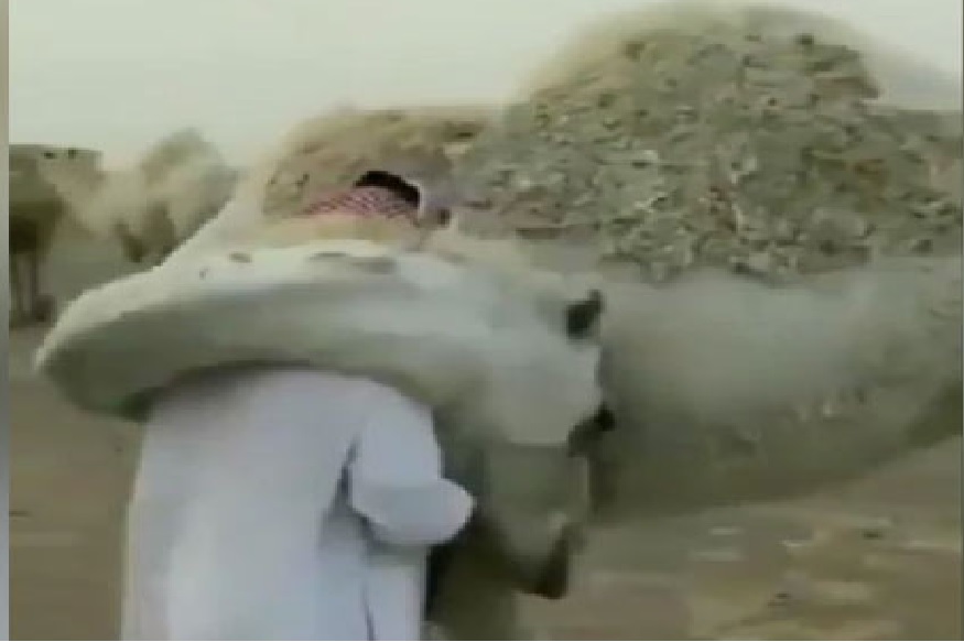 उंटाने मालकाची घेतली गळाभेट, असा VIDEO तुम्ही कधी पाहिलाच नसेल