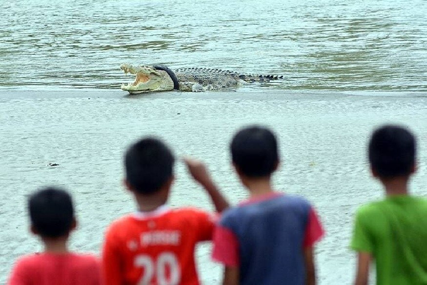 इंडोनेशियामधील सरकारला मगरीच्या मदतीसाठी बक्षीस जाहीर करण्याची वेळ आली आहे. आता तुम्ही म्हणाल पण असं झालं तरी काय, की सरकारला आज हे पाऊल उचलावं लागलं. इंडोनेशियाच्या पालू शहरात असणाऱ्या मगरीच्या गळ्यात मोटारसायकलचा टायर अडकला आहे. एक-दोन दिवसांपासून नाही तर, तब्बल 4 वर्षांपासून हा टायर अडकला आहे. 13 फूट लांबीची ही मगर असल्याची माहिती आहे. इंडोनेशियामधील सरकारला मगरीच्या मदतीसाठी बक्षीस जाहीर करण्याची वेळ आली आहे. आता तुम्ही म्हणाल पण असं झालं तरी काय, की सरकारला आज हे पाऊल उचलावं लागलं. इंडोनेशियाच्या पालू शहरात असणाऱ्या मगरीच्या गळ्यात मोटारसायकलचा टायर अडकला आहे. एक-दोन दिवसांपासून नाही तर, तब्बल 4 वर्षांपासून हा टायर अडकला आहे. 13 फूट लांबीची ही मगर असल्याची माहिती आहे.