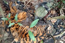 चार वाघांच्या मृत्यूचं रहस्य उलगडलं, कारण ऐकाल तर बसेल धक्का चार वाघांच्या मृत्यूचं रहस्य उलगडलं, कारण ऐकाल तर बसेल धक्का