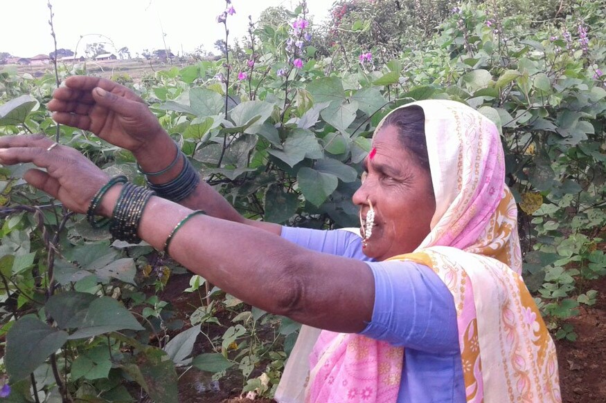 राहीबाई यांनी दुर्मिळ होत जाणाऱ्या असंख्य देशी बियाण्यांचे जतन आणि संवर्धन त्यांनी केले आहे. पण हे काम करत असताना त्यांना बियाणे ठेवायला साधं घरही नव्हतं. अतिशय छोट्या आणि मातीच्या घरात त्यांना बियाणं ठेवावे लागत होते. त्यांची ही व्यथा 'न्यूज18 लोकमत'ने पुढे आणली आणि अनेक मदतीसाठी अनेक हात पुढे आले आणि त्यातूनच उभी राहिली अस्सल देशी बियाण्यांची बँक.