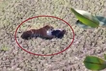 वाघाच्या हल्ल्यात तीन जण गंभीर जखमी.. थरारक Video आला समोर वाघाच्या हल्ल्यात तीन जण गंभीर जखमी.. थरारक Video आला समोर