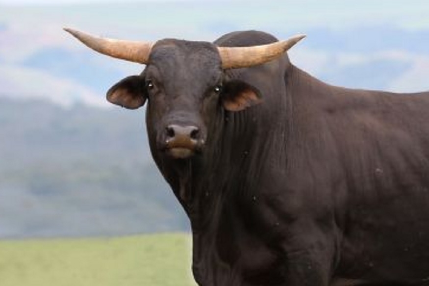 गुगलवरून नंबर घेऊन बैलासाठी मागितली मदत आणि...