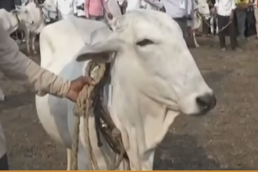 शेतकऱ्याची लेक इतकी देखणी की सगळे घालतायत मागणी, मिळवून दिलं 2 लाखांचं बक्षीस