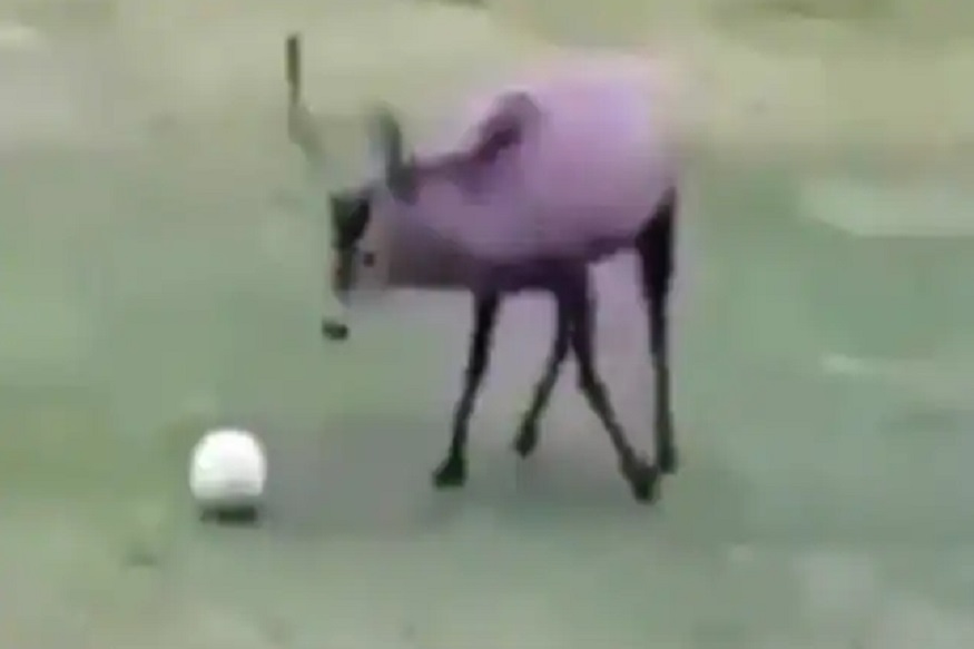 VIDEO : शिंगांसह फुटबॉल खेळू लागलं हरिण, गोल केल्यानंतर केलं भन्नाट सेलिब्रेशन!